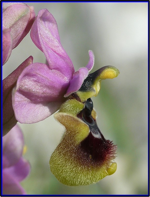 Ophrys tenthredinifera(Macro)